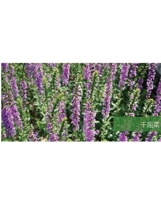 標(biāo)題：地被
瀏覽次數(shù)：1799
發(fā)表時間：2020-10-17