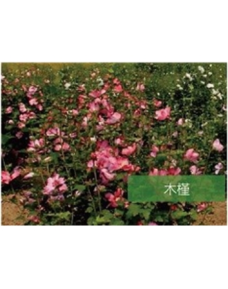 標(biāo)題：?jiǎn)坦嗄?瀏覽次數(shù)：1422
發(fā)表時(shí)間：2020-10-17