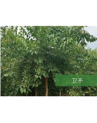 標(biāo)題：喬灌木
瀏覽次數(shù)：2093
發(fā)表時間：2020-10-17